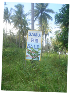 samui for sale samui kabnd for sale sign